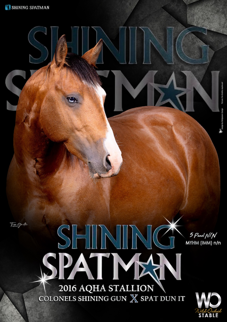 Stallion AD Shining Spatman