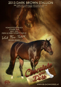 stallion ad chocolate after Dark